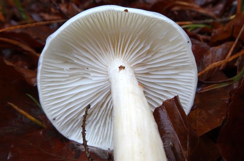 Hygrophorus eburneus
